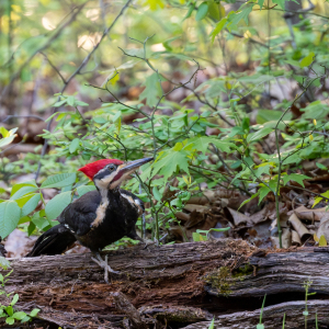 Z72_4781-Enhanced-NR-zoom