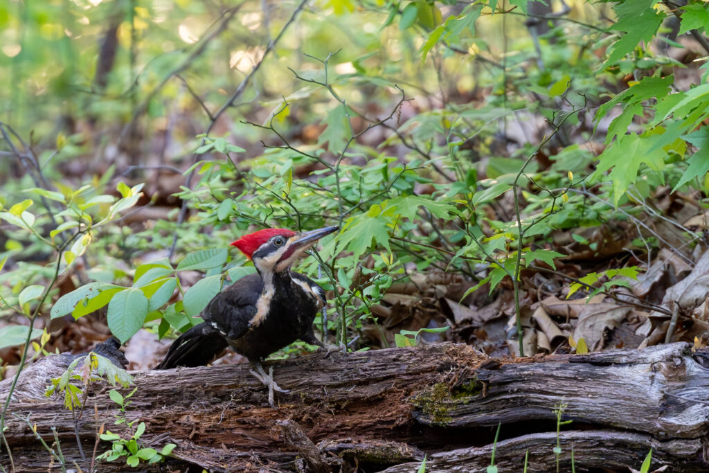 Pileated Woodpecker